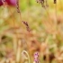 Drosera capensis -- Kapsonnentau 